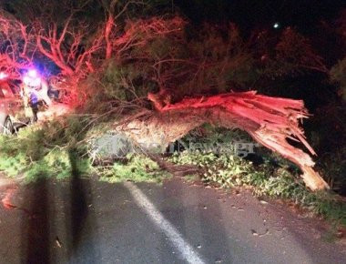 Κρήτη: Δέντρο έπεσε πάνω σε διερχόμενο αυτοκίνητο (φωτό)